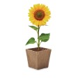 SUNFLOWER KIT - Kit per la coltivazione di semi di FullGadgets.com