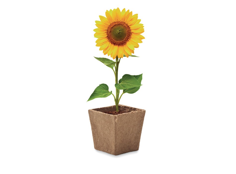 SUNFLOWER KIT - Kit per la coltivazione di semi di FullGadgets.com