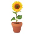 SUNFLOWER - Semi di girasole FullGadgets.com