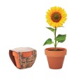 SUNFLOWER - Semi di girasole FullGadgets.com