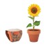 Vaso Di Terracotta Personalizzabile Con Semi Di Girasole - Sunflower